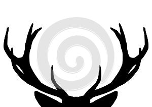 The antlers from the deer