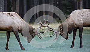 Antlers locked in battle during elk rut