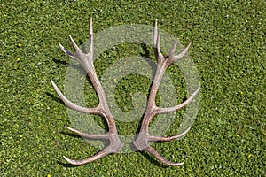 Antlers of a Red Deer Stag