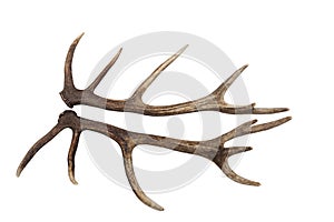 Antlers of a Red Deer Stag Isolated