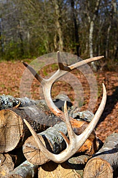 Antlers resting on a stack of firewood