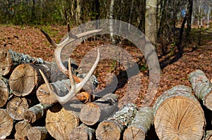 Antlers resting on a stack of firewood