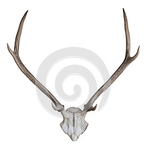 Antlers on the white background, isolated