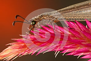 Antlion