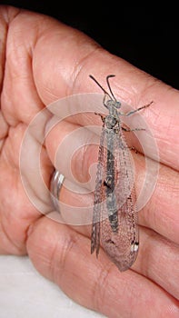 Antlion - Ant lion. antlion adult on the hand Stages of the antlion. close up of insect insects, insect, bugs, bug. Amazing Camouf