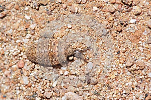 Antlion