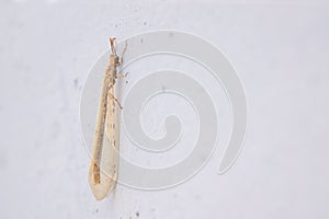 Antlion fly