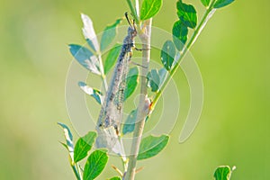 Antlion fly