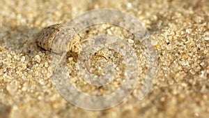 Antlion larva burrows in the sand - macro