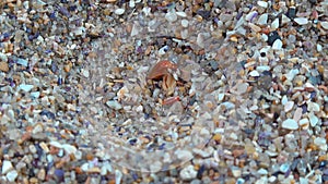 Antlion Larva (Myrmeleon formicarius), insect larva catches a red beetle in a funnel in the sand