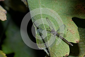 Antlion Myrmeleon alternans on a vine leaf.