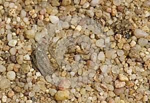 Antlion Myrmeleon formicarius larva in Czech Republic