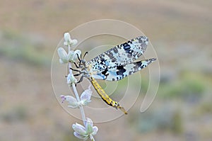 Antlion Neuroptera , family Myrmeleontidae