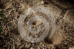 Antlion sand pit traps