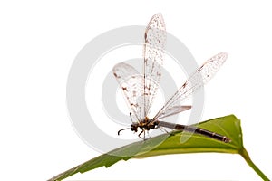 Antlion, specie of insect in the family Myrmeleontidae order Neuroptera, or net-winged insects, namely the adult insect,  imago of