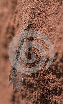 Antlion on stone wall