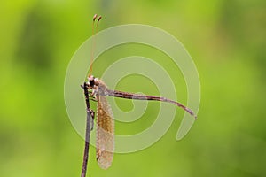 Antlion in Thailand.