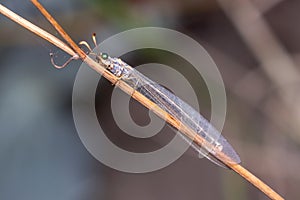 Antlions, Myrmeleontidae sp, posed on a twig on a sunny day