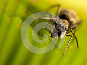 Antmimic jumping spider with nice background color