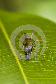 Antmimicking spider (Myrmarachne): face view