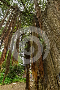 Antonio Borges Botanical Garden in Ponta Delgada