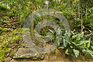 Antonio Borges Botanical Garden in Ponta Delgada