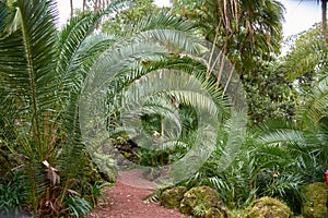 Antonio Borges Botanical Garden in Ponta Delgada on the island of Sao Miguel, capital of the Azores