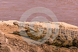 Nile crocodile Basking in Mara River at Maasai Mara National Game Reserve Narok County