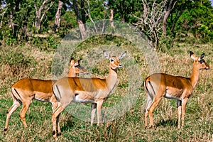 Impala Antelope in the Greenland savannah on the lookout in the Maasai Mara National Game Reserve Park Riftvalley Narok County Ken