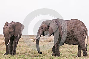 Elephants Walking Grazing savannah Greenland grassland in the Maasai Mara Triangle National Game Reserve Park And Conservation Are