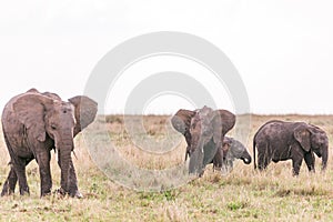 Elephants Walking Grazing savannah Greenland grassland in the Maasai Mara Triangle National Game Reserve Park And Conservation Are