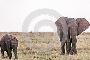 Elephants Walking Grazing savannah Greenland grassland in the Maasai Mara Triangle National Game Reserve Park And Conservation Are