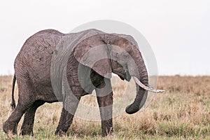 Elephants Walking Grazing savannah Greenland grassland in the Maasai Mara Triangle National Game Reserve Park And Conservation Are