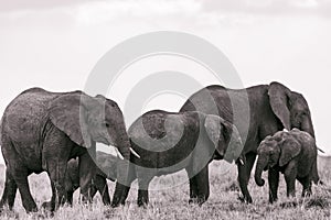 Elephants Walking Grazing savannah Greenland grassland in the Maasai Mara Triangle National Game Reserve Park And Conservation Are