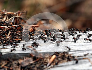 Ants