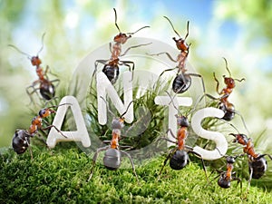 We Are The Ants. ant tales