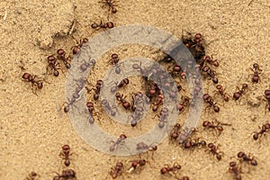 Ants At Anthill