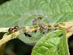 Ants and Aphids