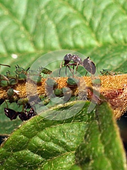 Ants and Aphids