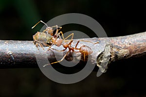 Ants aphids. Close up.