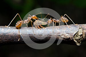 Ants aphids. Close up.