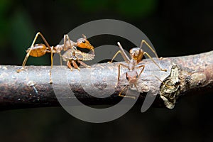 Ants aphids. Close up.