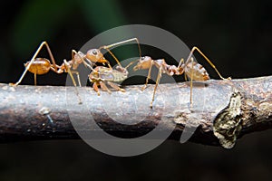 Ants aphids. Close up.