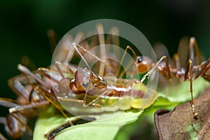 Ants aphids. Close up.