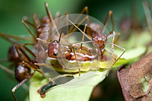 Ants aphids. Close up.