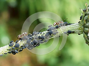 Ants and Aphids