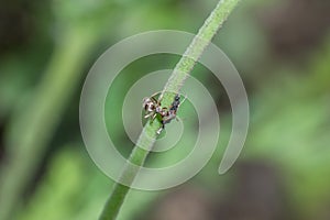 Ants and aphids on a flower stem in the garden