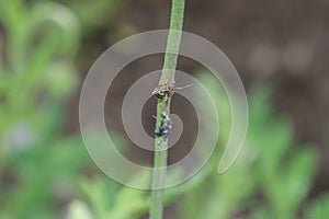 Ants and aphids on a flower stem in the garden