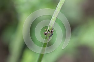 Ants and aphids on a flower stem in the garden