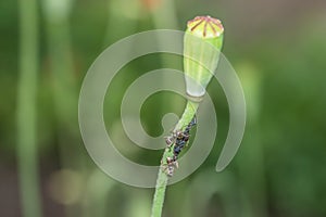 Ants and aphids on a flower stem in the garden